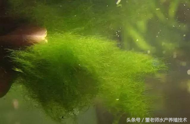 预防水缸青苔最有效的方法,池塘青苔治理用什么药