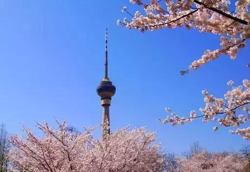 中国有哪些樱花好看,看樱花中国