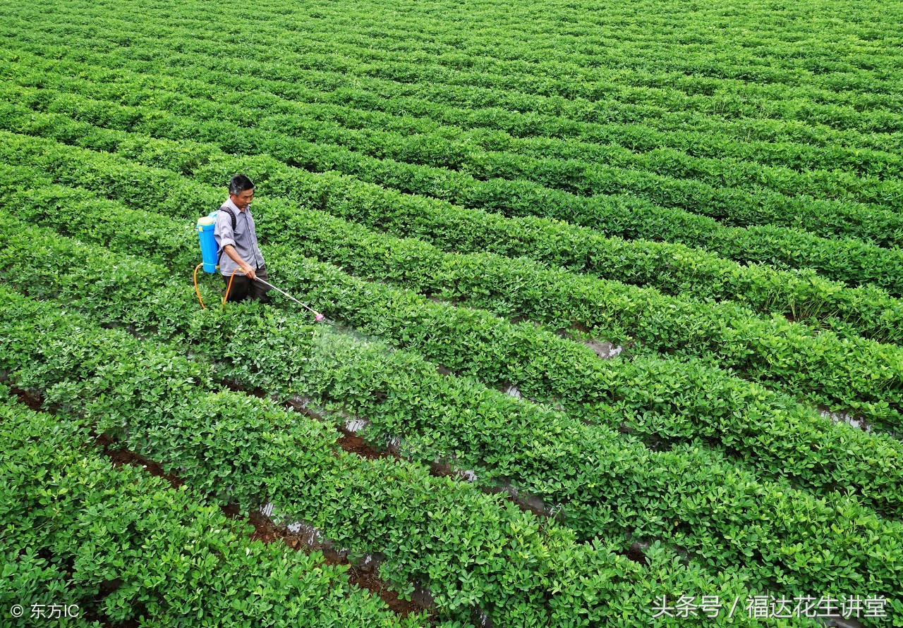 早熟出口大花生品种花育22，特征特点以及产量和栽培要点如何？