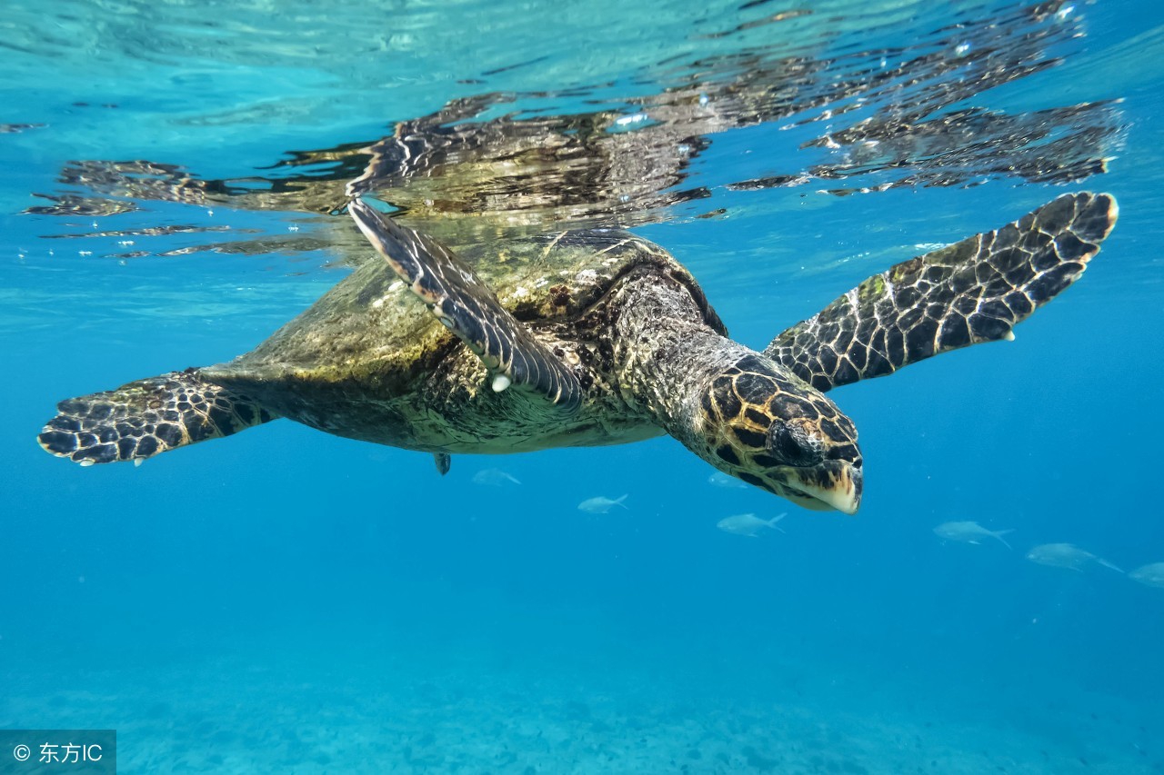 古筝玳瑁甲上的胶怎么除去,古筝玳瑁义甲是真的玳瑁么
