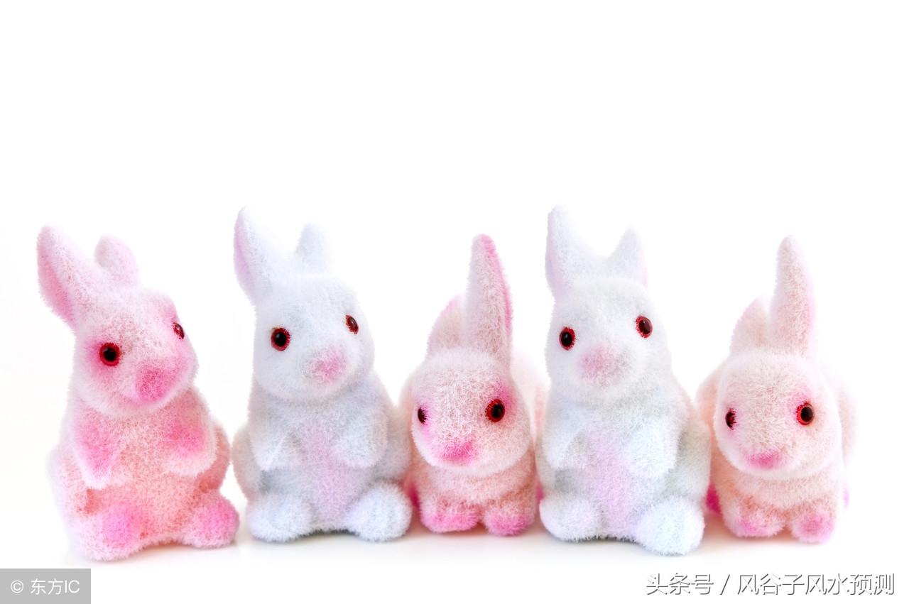 八月初二的兔今日财运,二月初八的生肖兔如何