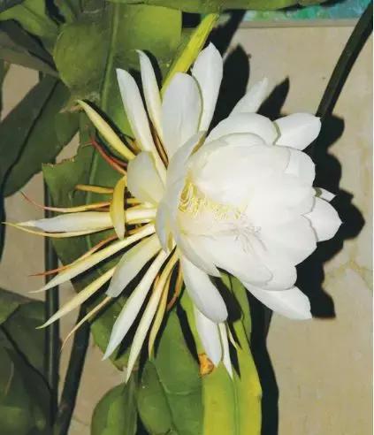 高大的令箭荷花开花是什么样子,远看像荷花