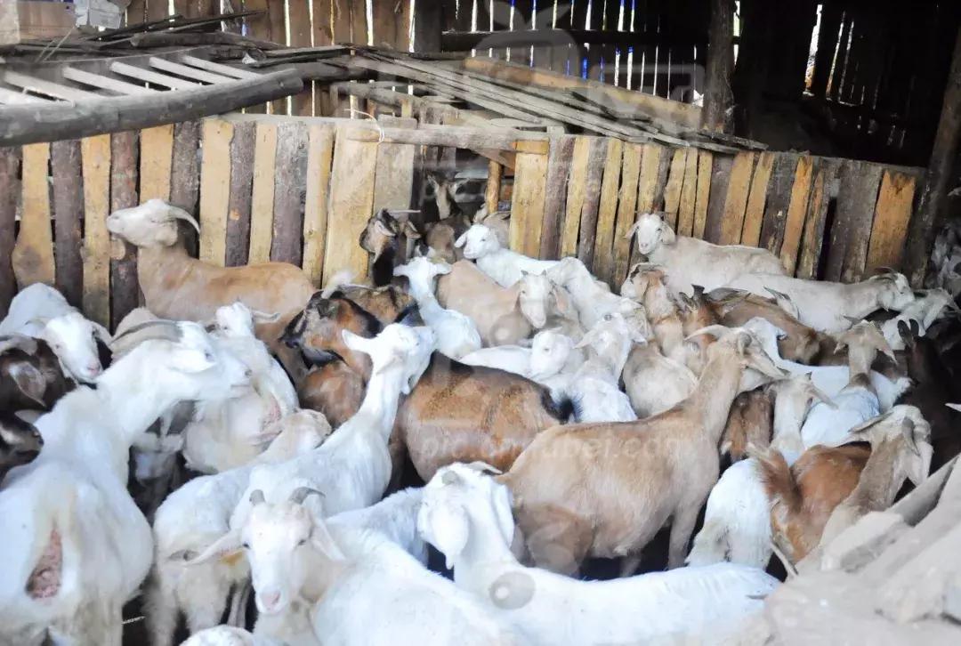 怎么科学的养羊才能赚钱,怎样科学养羊饲养管理四个诀窍