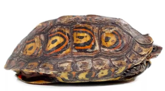 油彩木纹龟是蓝眼睛么,油彩木纹龟成体多大