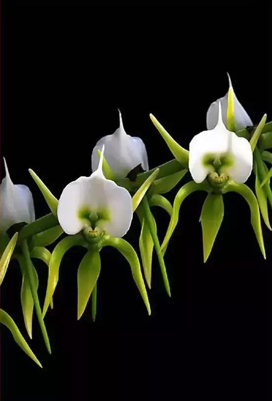 几十种漂亮又特别的兰花邀您共赏,一花一草一世界精品兰花欣赏