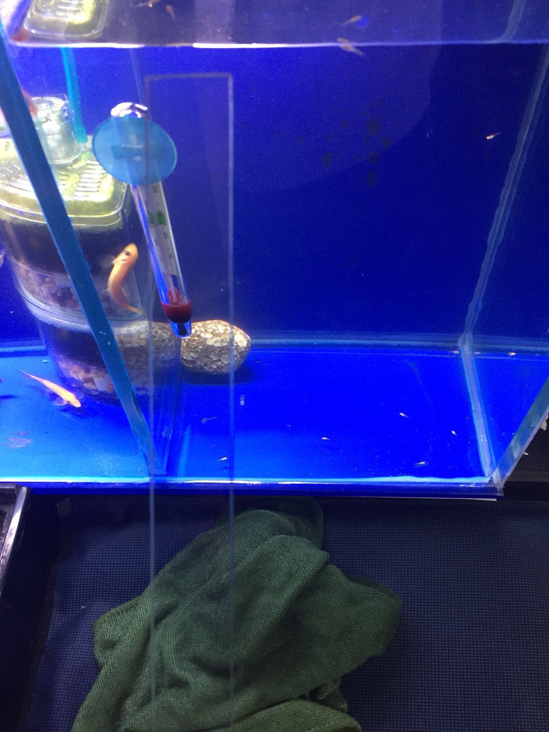 孔雀鱼鱼苗饲养日记图,孔雀鱼的养鱼日记视频