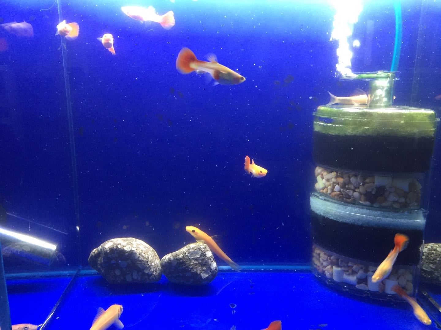 孔雀鱼鱼苗饲养日记图,孔雀鱼的养鱼日记视频