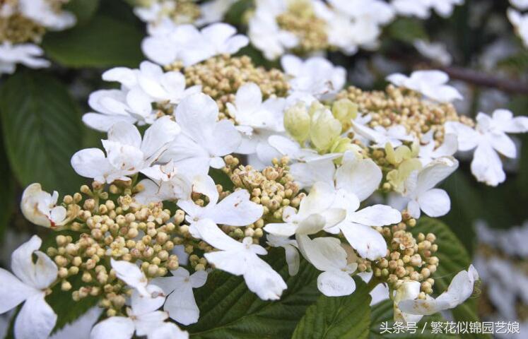 紫色长的像绣球一样的花,像蝴蝶一样的绣球