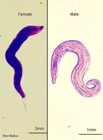 拉布拉多寄生虫,拉布拉多寄生虫会传染人吗