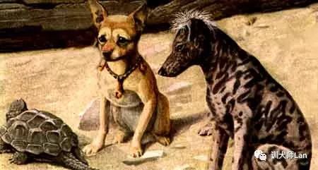 吉娃娃花色犬长大的样子,黑白花短毛吉娃娃犬图片