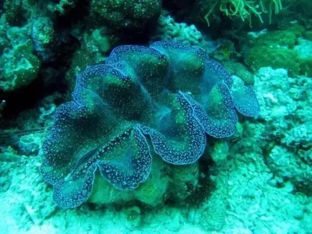 帕劳旅游攻略旅游视频,帕劳旅游攻略2018