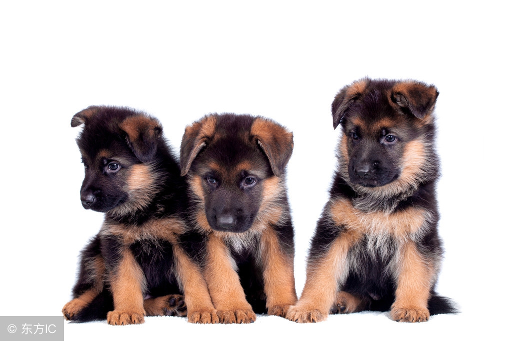 如果德牧是退役军犬的话可以养吗,退役军人训犬视频教程