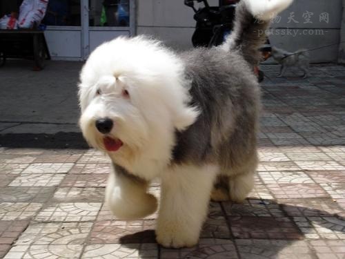 古牧好养,养古牧的注意事项