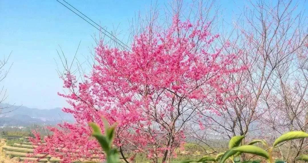 滚蛋吧,春困君!广东这些花花世界让你秒变龙马精神!