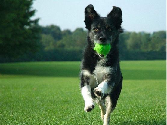 狗狗驱螨虫哪种好,狗狗怎么除螨虫最有效方法