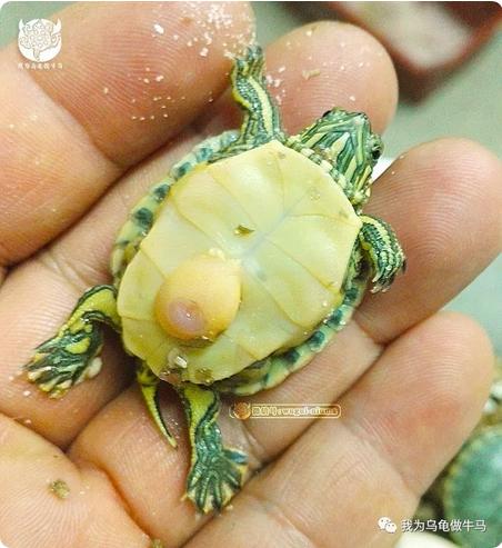 这龟白送你都不要,这篇阅读量要仆街