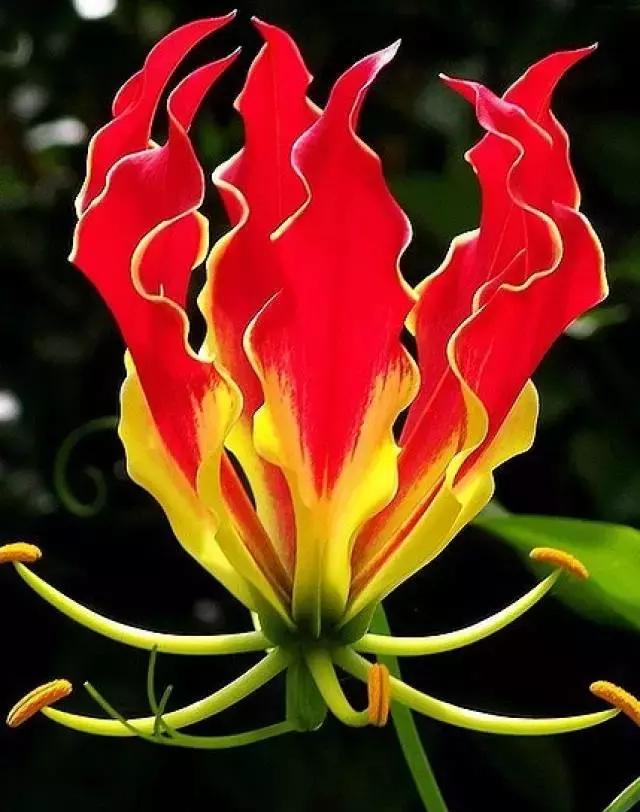 精品兰花欣赏一花一草一世界,100种最美兰花大饱眼福邀君共赏