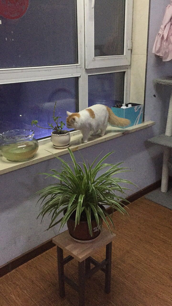 如何确定自家的猫主子到了求偶期?怎么应对?