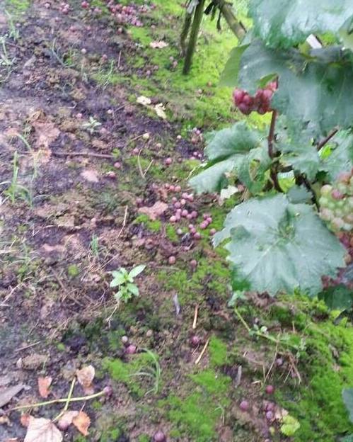 葡萄大小粒的原因和解决方法,葡萄大小粒如何处理