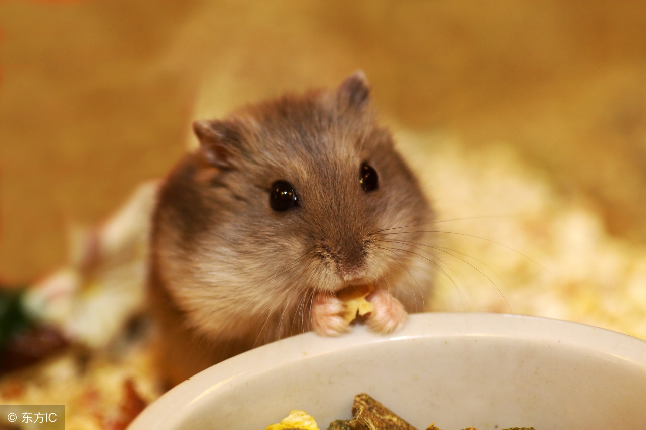 如何让两只仓鼠合笼而且不打架,为什么别人家的仓鼠能合笼