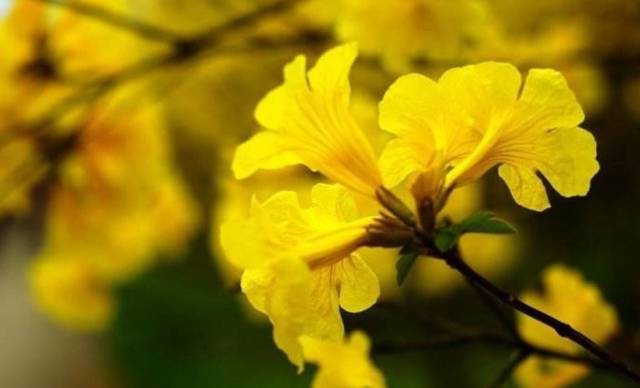 深圳春游十大好去处要门票,深圳春游亲子最佳去处