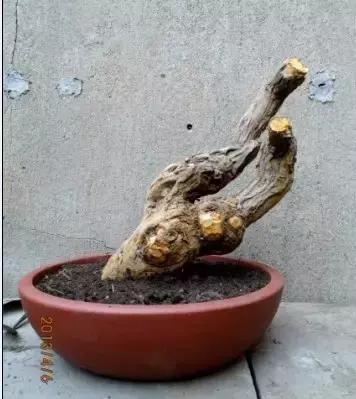 山宗山先生枸杞精品养护心得