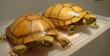 黄喉龟缸里适合养什么绿植,养黄喉小青龟违法吗