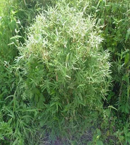 东北能种的竹子,26种竹子大全