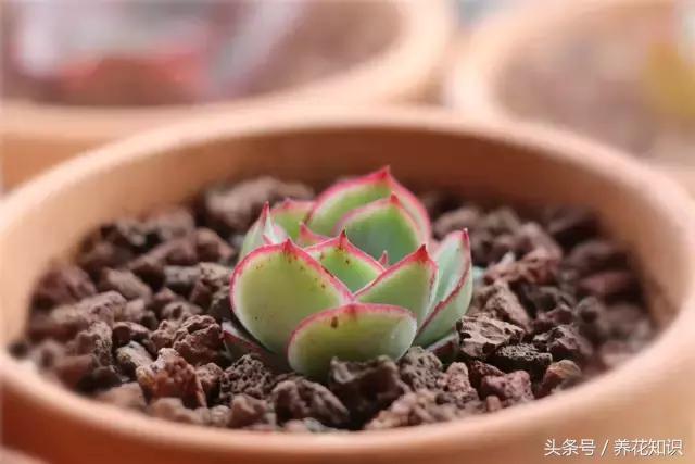 铁树的根全部烂了还能救活吗,发财树根烂了怎么救活有效