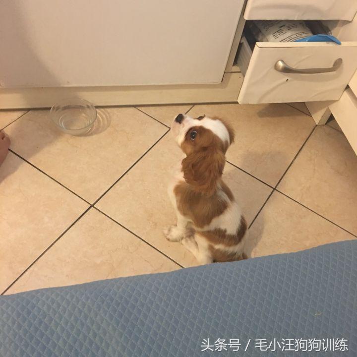 骑士查理小猎犬优缺点,养骑士查理王猎犬是什么样的体验
