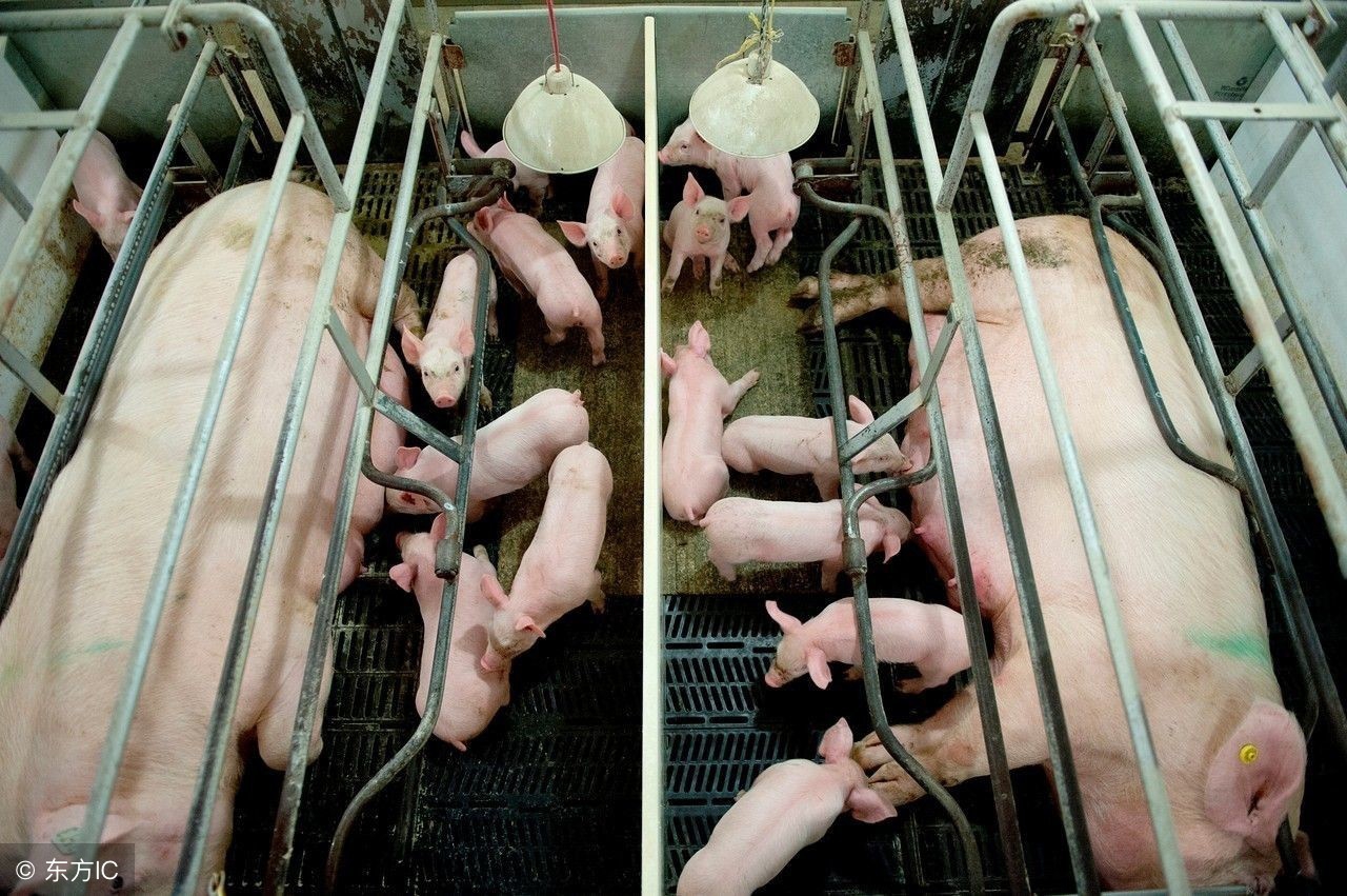 30年兽医经验,30年老兽医养猪笔记