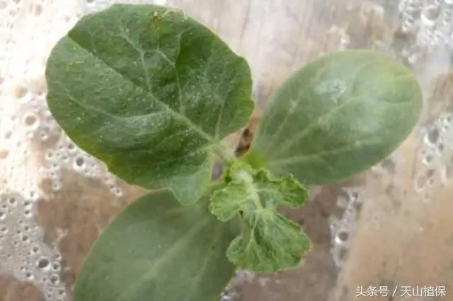 西瓜对二甲戊灵敏感吗,二甲戊灵西瓜地能用吗