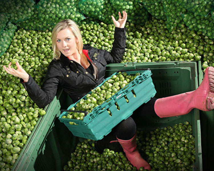 卷心菜队伍里的当红炸子鸡——孢子甘蓝