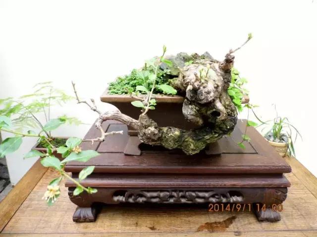 山宗山先生枸杞精品养护心得