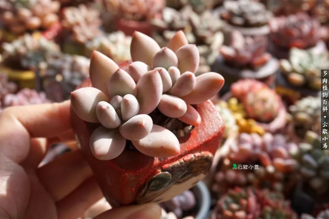 不负人间风月,不负人间风月创作的原声