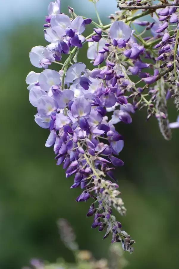 100种常年开花的植物,适合在家一年四季开花的植物