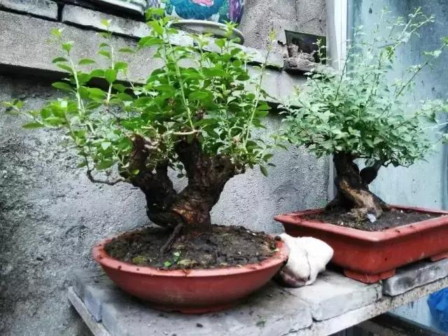 山宗山先生枸杞精品养护心得