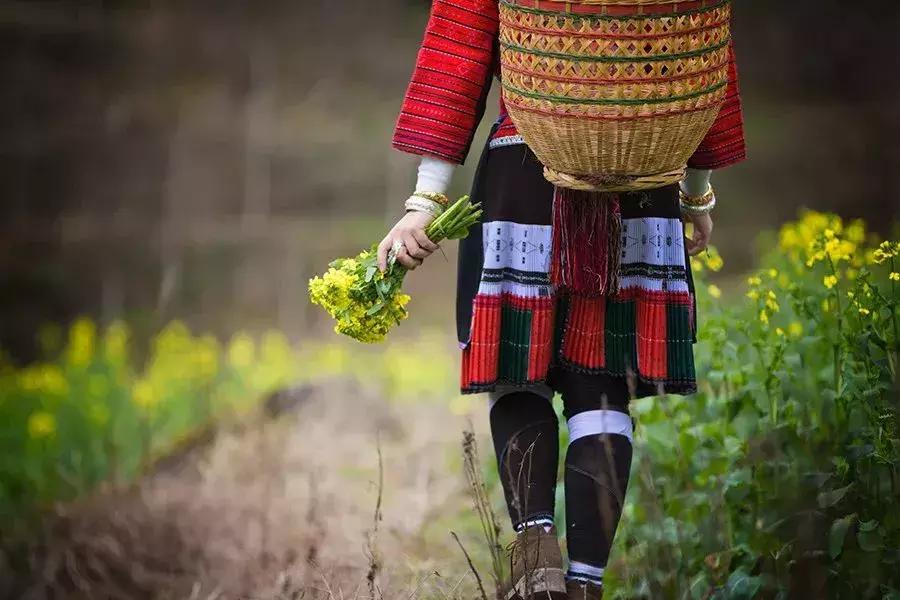 龙脊红瑶寨门票,桂林龙脊梯田门票优惠政策最新