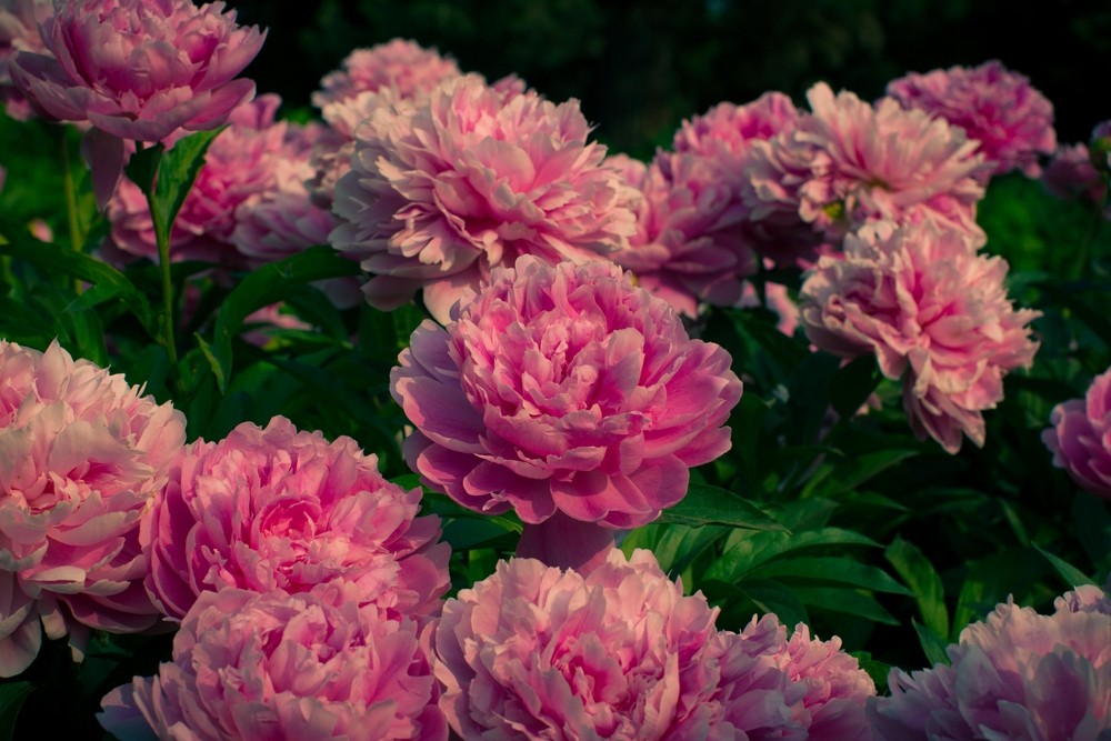 洛阳牡丹甲天下登封牡丹也不错,洛阳牡丹四大名品