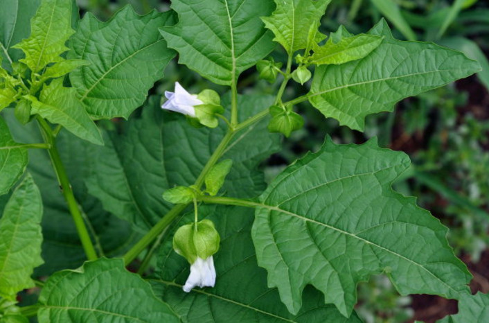 做人太老实的后果,做人的吃亏技巧有哪些
