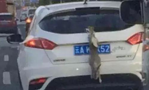 平安守护货车翻车,故意遮挡号牌被记12分再降级