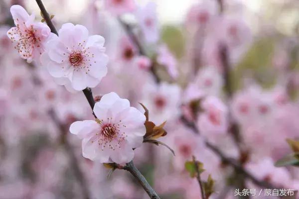 美丽的樱花谷美景,樱花谷美丽的好地方