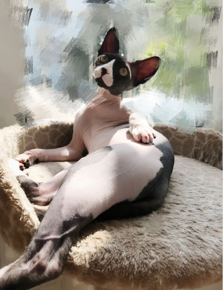 养一只无毛猫的真实感受,养一只无毛猫要多少钱