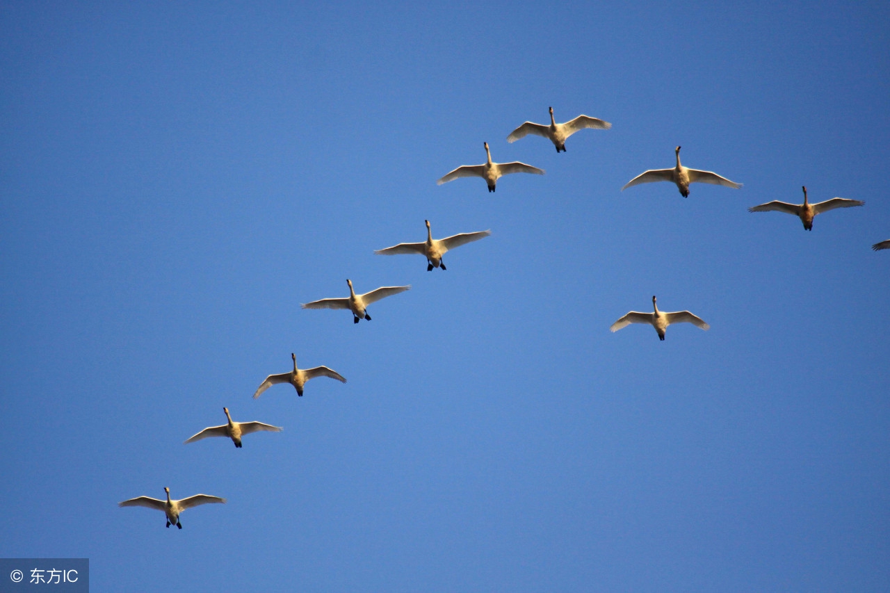 中国养殖大雁的品种,大雁养殖利润与前景