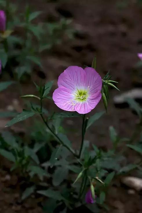 100种常年开花的植物,适合在家一年四季开花的植物