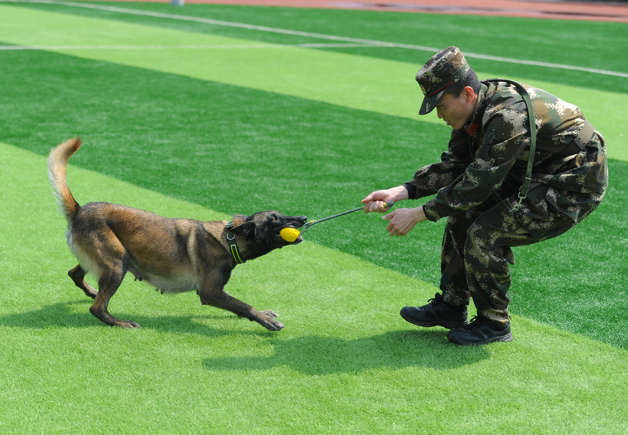 搜救犬跳火圈完整视频,搜救犬在演练中发现幸存者的眼神