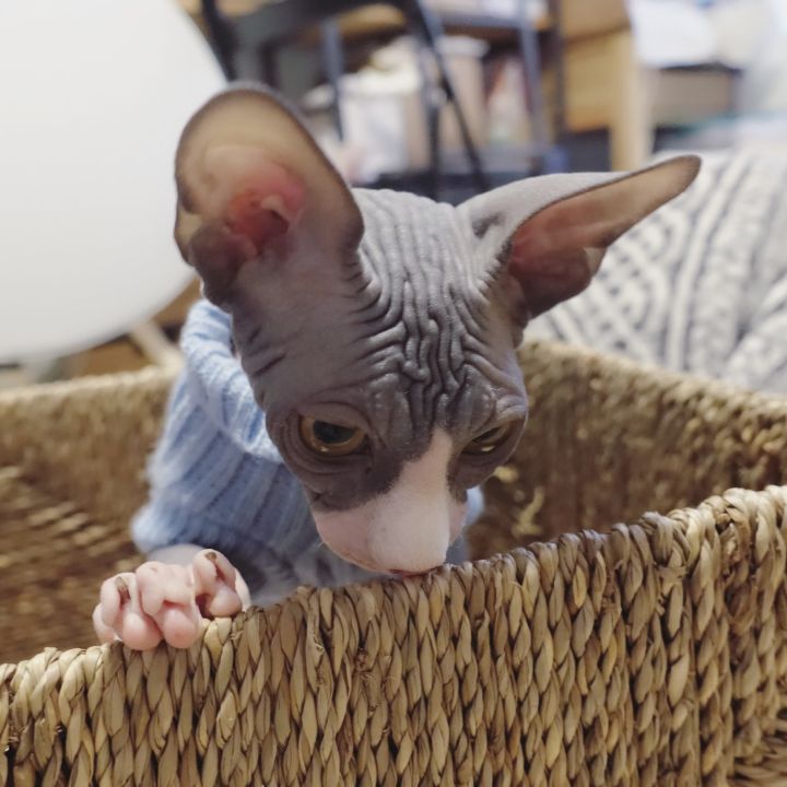 养一只无毛猫的真实感受,养一只无毛猫要多少钱