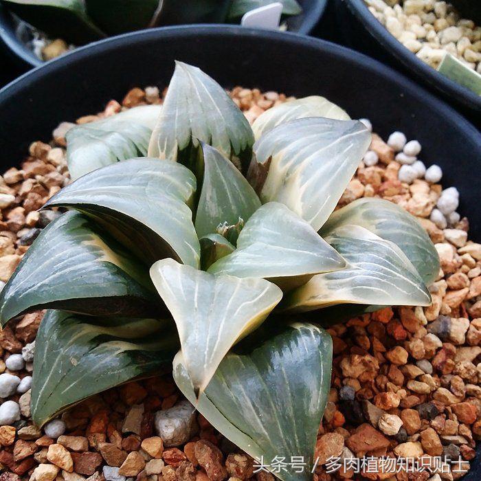 多肉植物圈内名称,多肉界最有名的人是谁