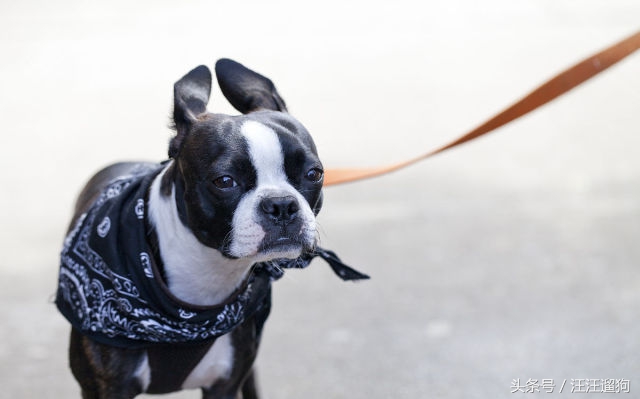 每日一狗二哈最新视频,每日一狗二哈全集