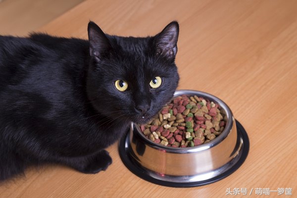 猫咪回老家不吃饭,猫咪几点吃饭最好